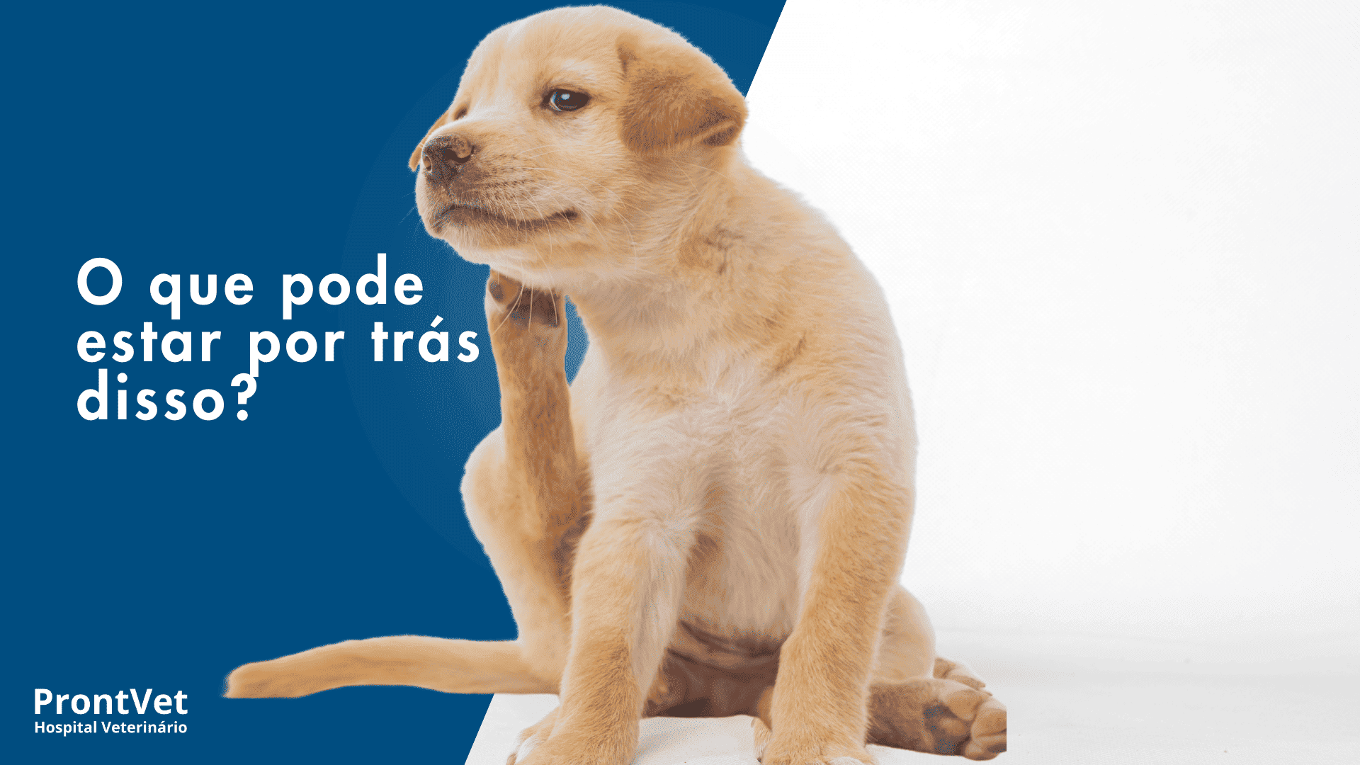 cão apresentando coceira - doenças dermatológicas