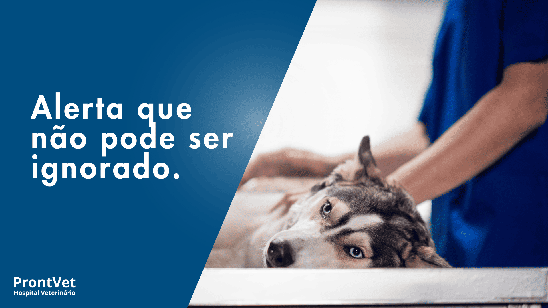 cachorro em consulta veterinário com sangue nas fezes
