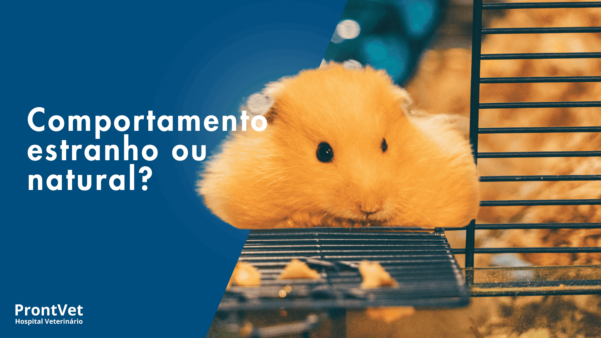 hamster comendo fezes, comportamento normal e natural?