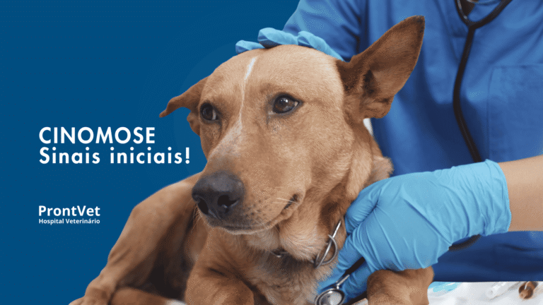 cinomose primeiros sinais em caes prontvet