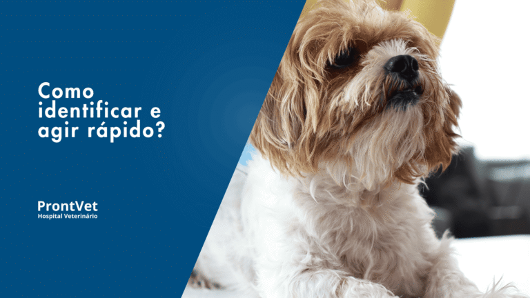 infecção urinaria em caes e gatos como agir rapido prontvet