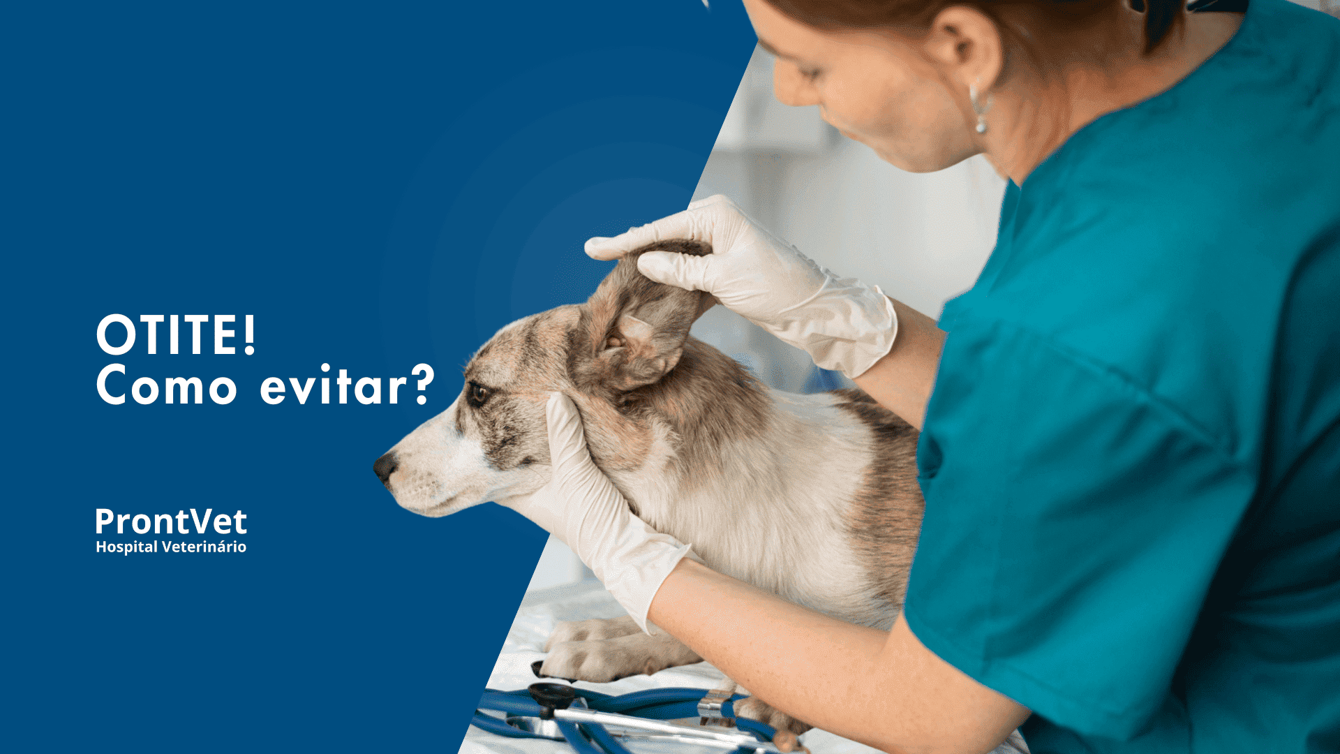 otite em caes como prevenir prontvet